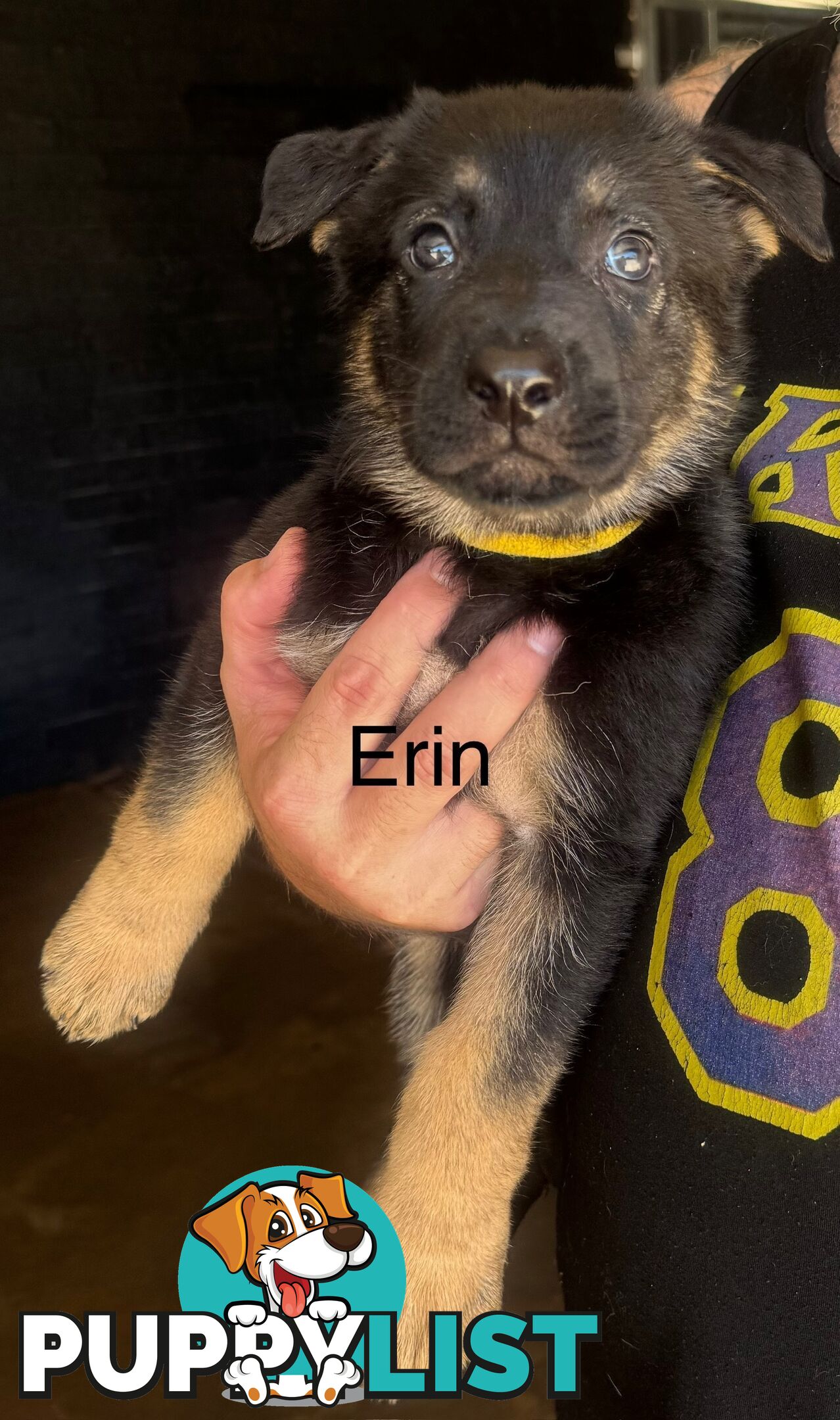 working line German Shepherd Pups