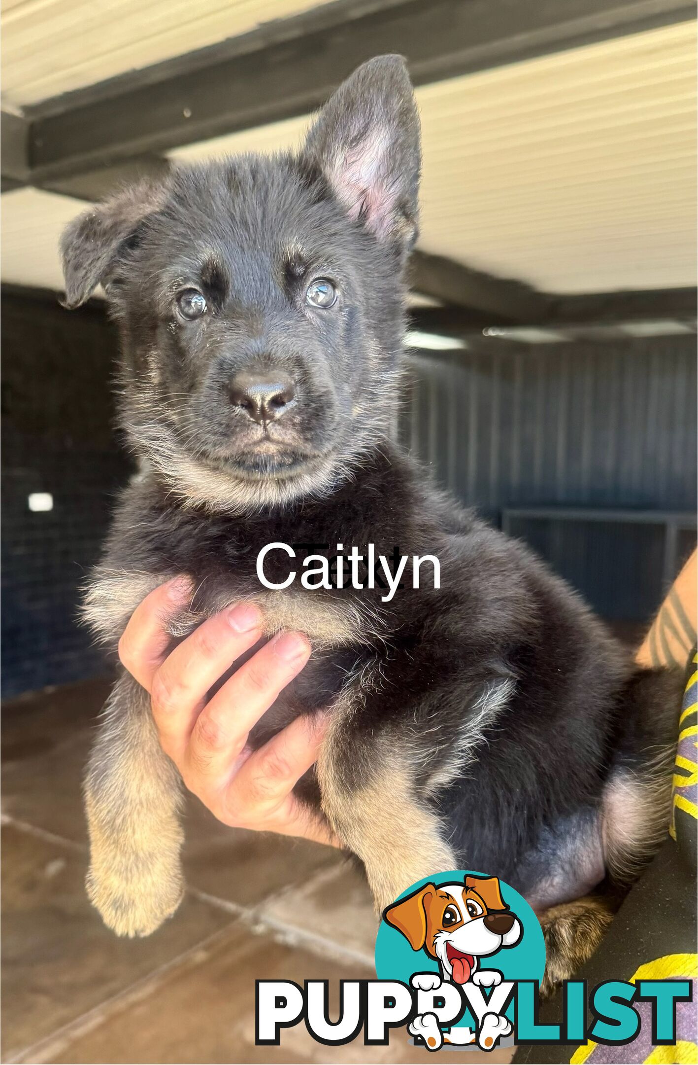 working line German Shepherd Pups