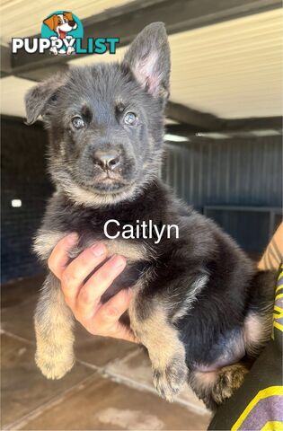 working line German Shepherd Pups