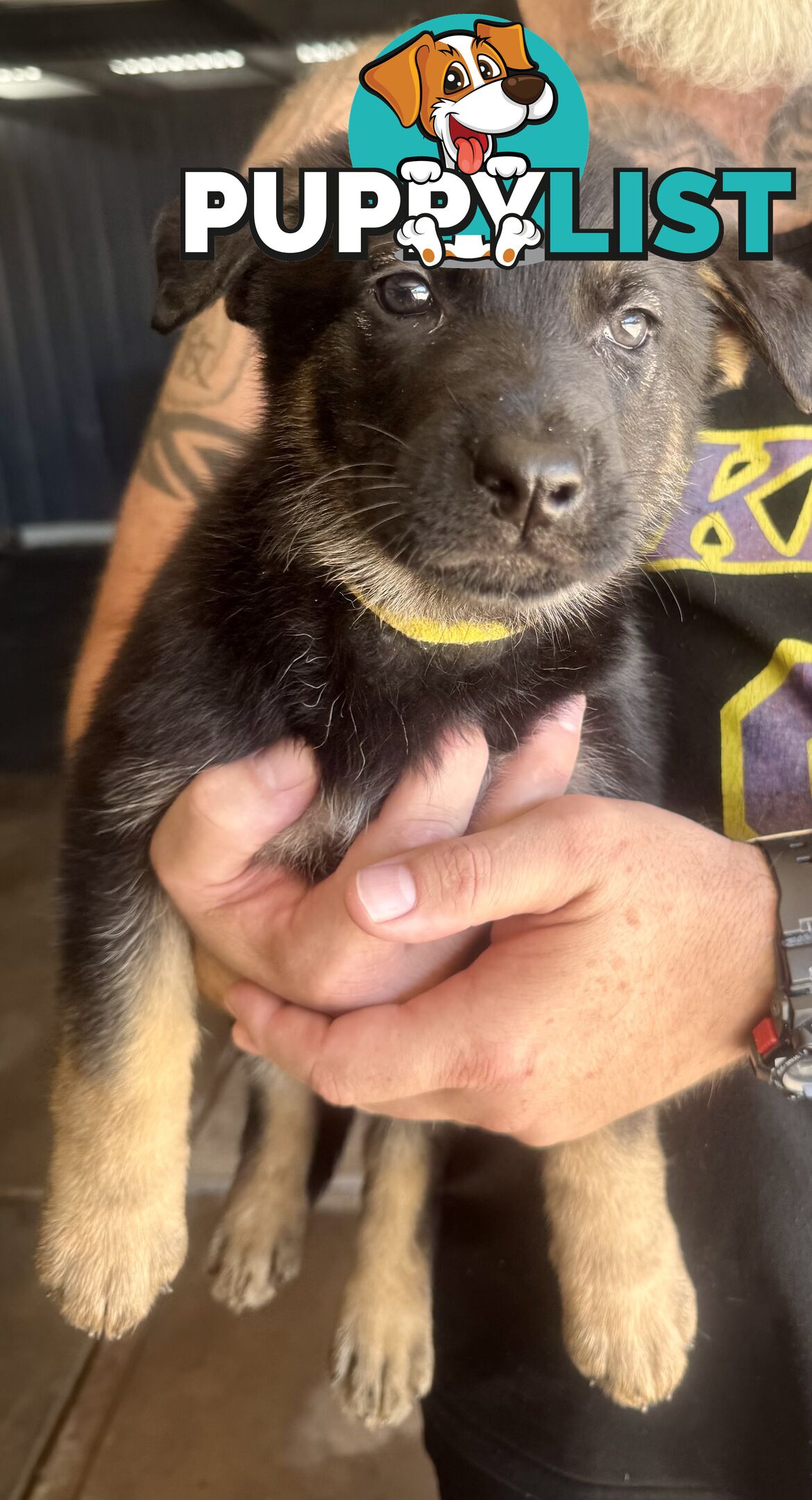 working line German Shepherd Pups