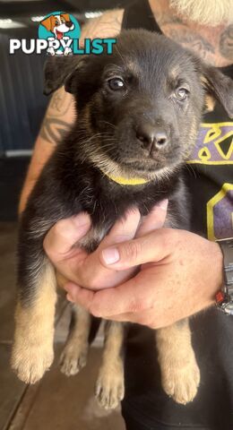 working line German Shepherd Pups