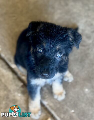 Stunning Pure bred working line German Shepherd Pups