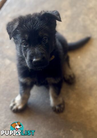 Stunning Pure bred working line German Shepherd Pups