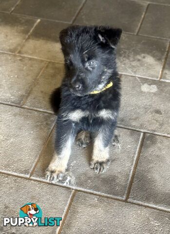 Stunning Pure bred working line German Shepherd Pups