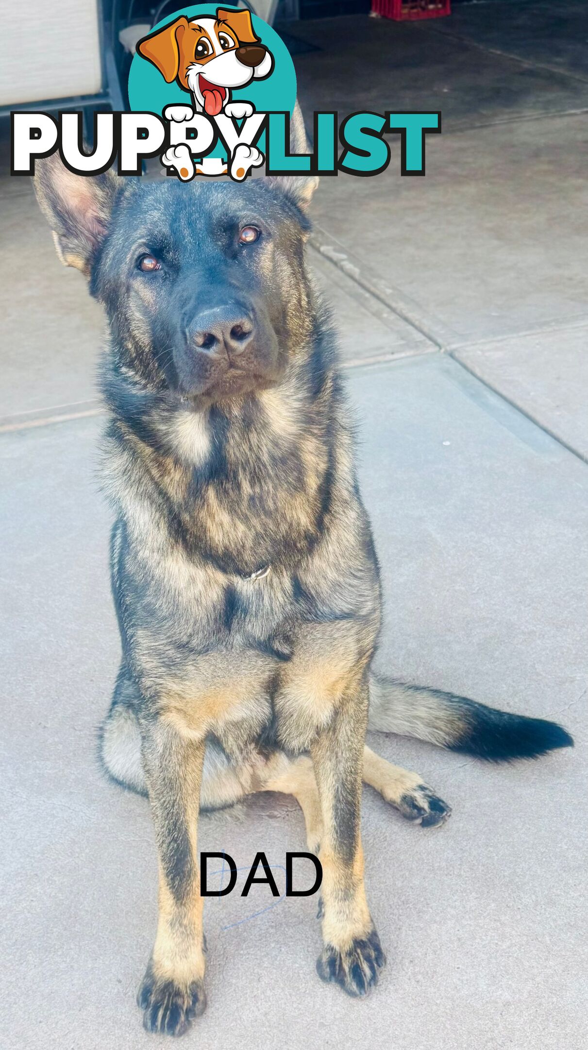 working line German Shepherd Pups