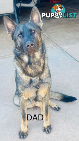 working line German Shepherd Pups