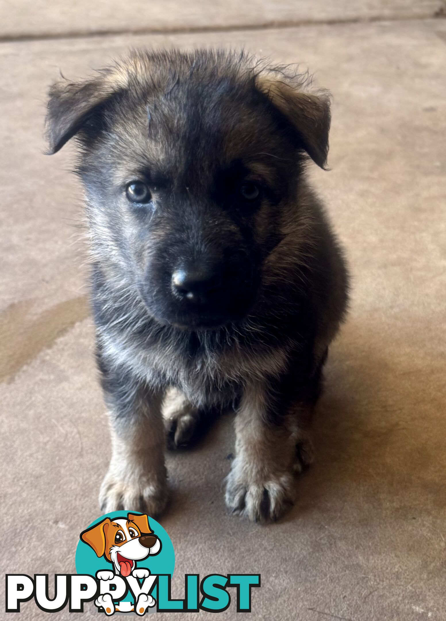 Stunning Pure bred working line German Shepherd Pups