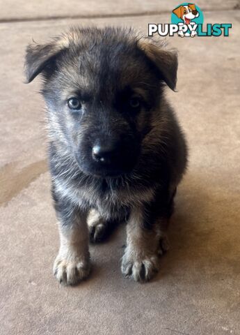 Stunning Pure bred working line German Shepherd Pups