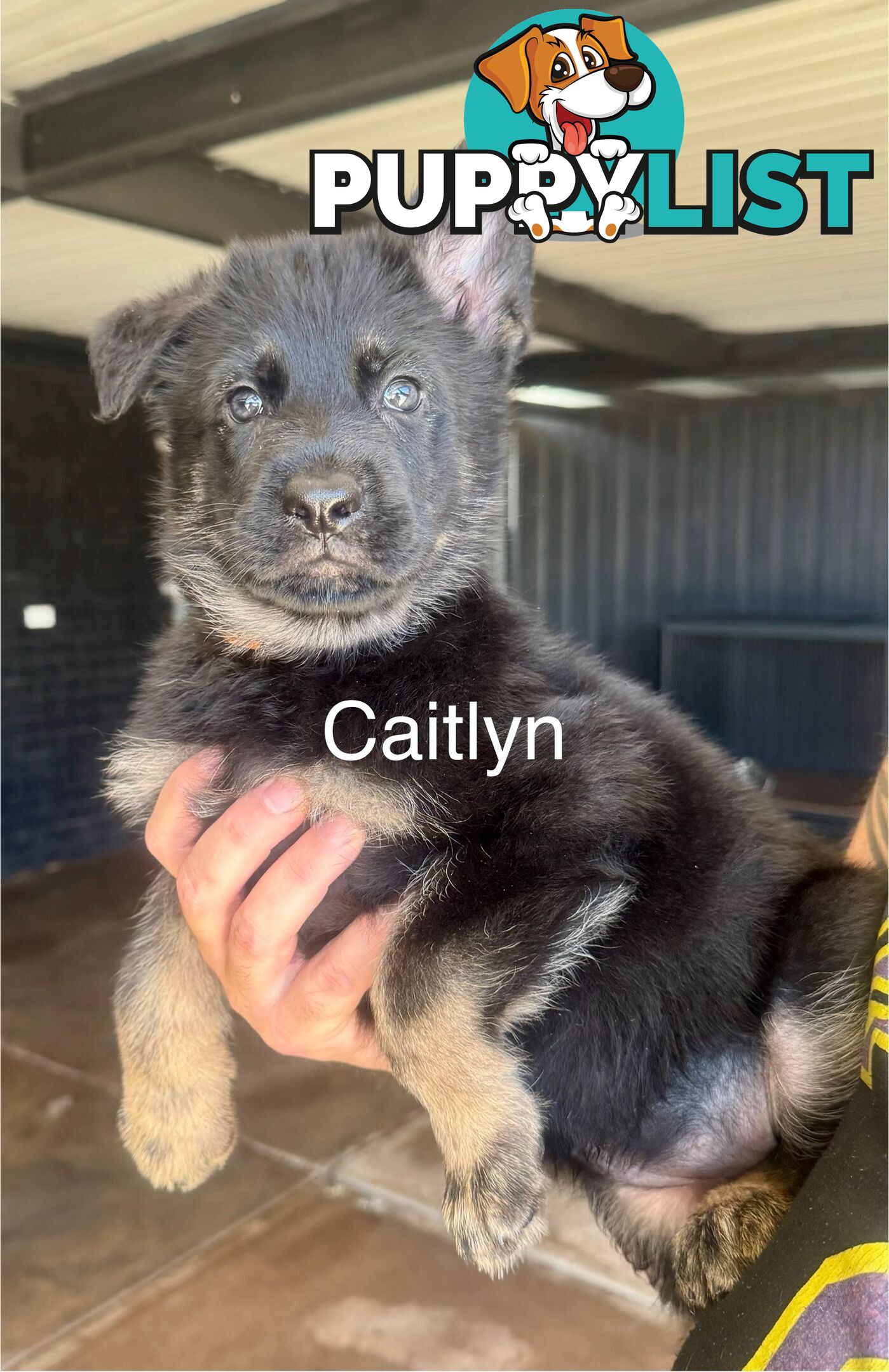 working line German Shepherd Pups