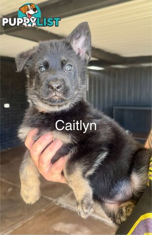 working line German Shepherd Pups