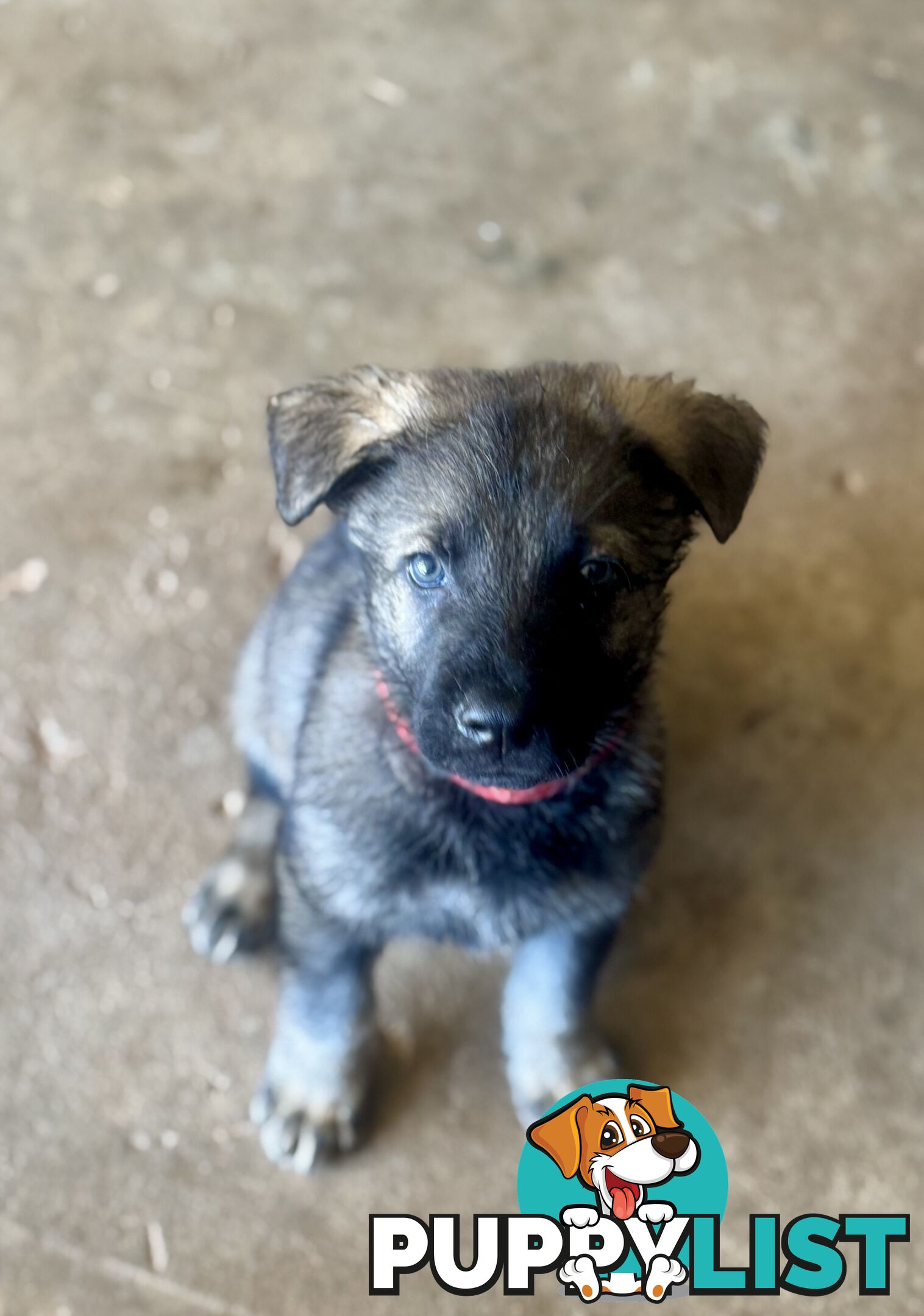 Stunning Pure bred working line German Shepherd Pups