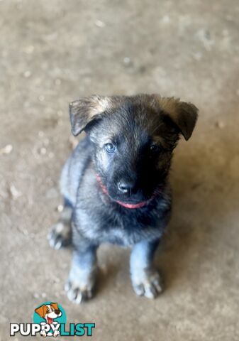 Stunning Pure bred working line German Shepherd Pups