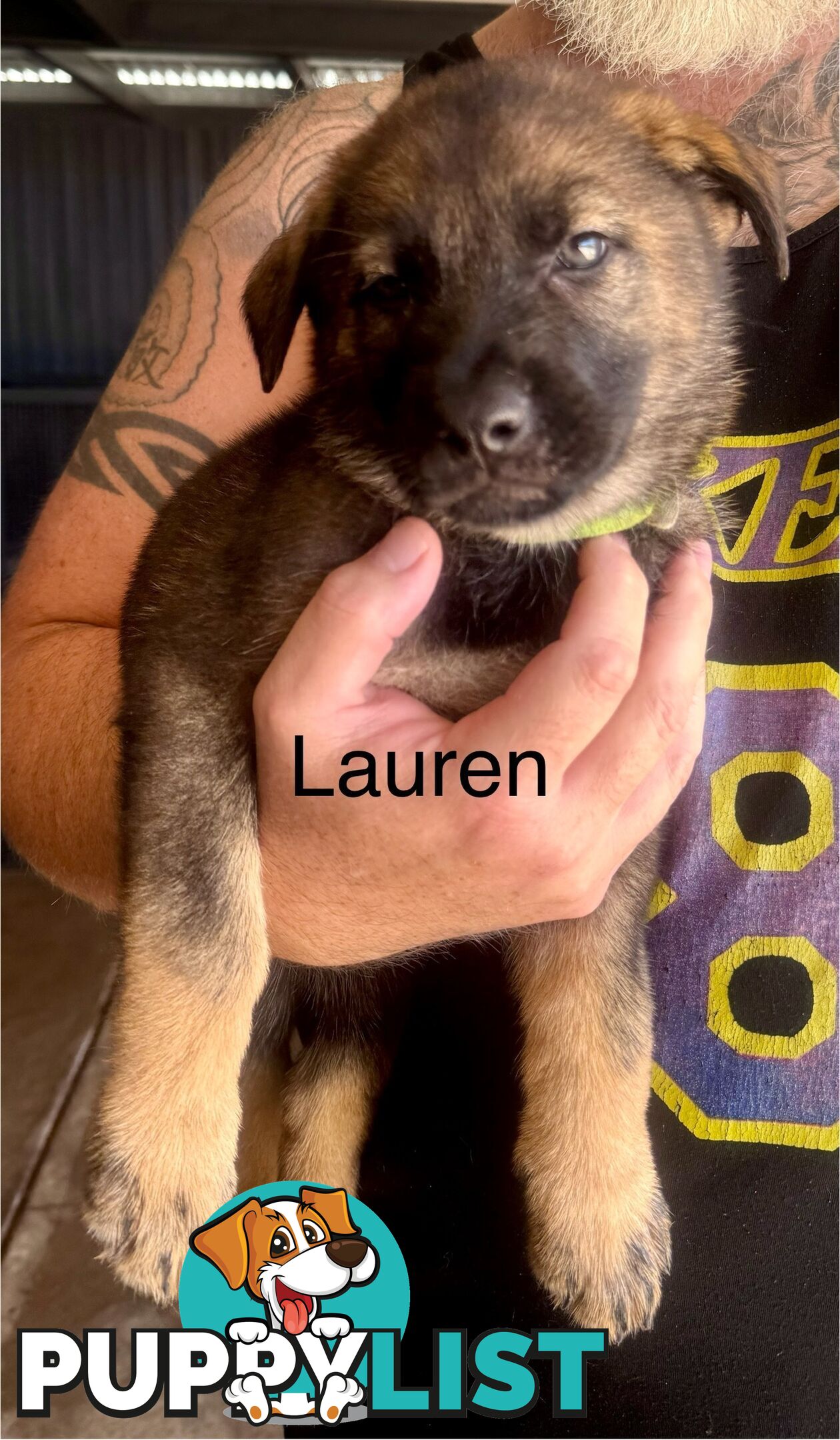 working line German Shepherd Pups