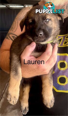 working line German Shepherd Pups