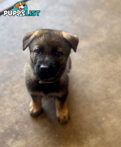 Stunning Pure bred working line German Shepherd Pups