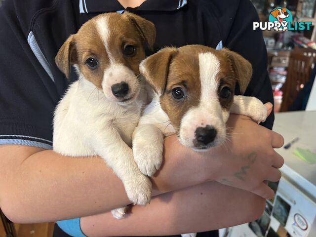 Purebred Jack Russell puppies