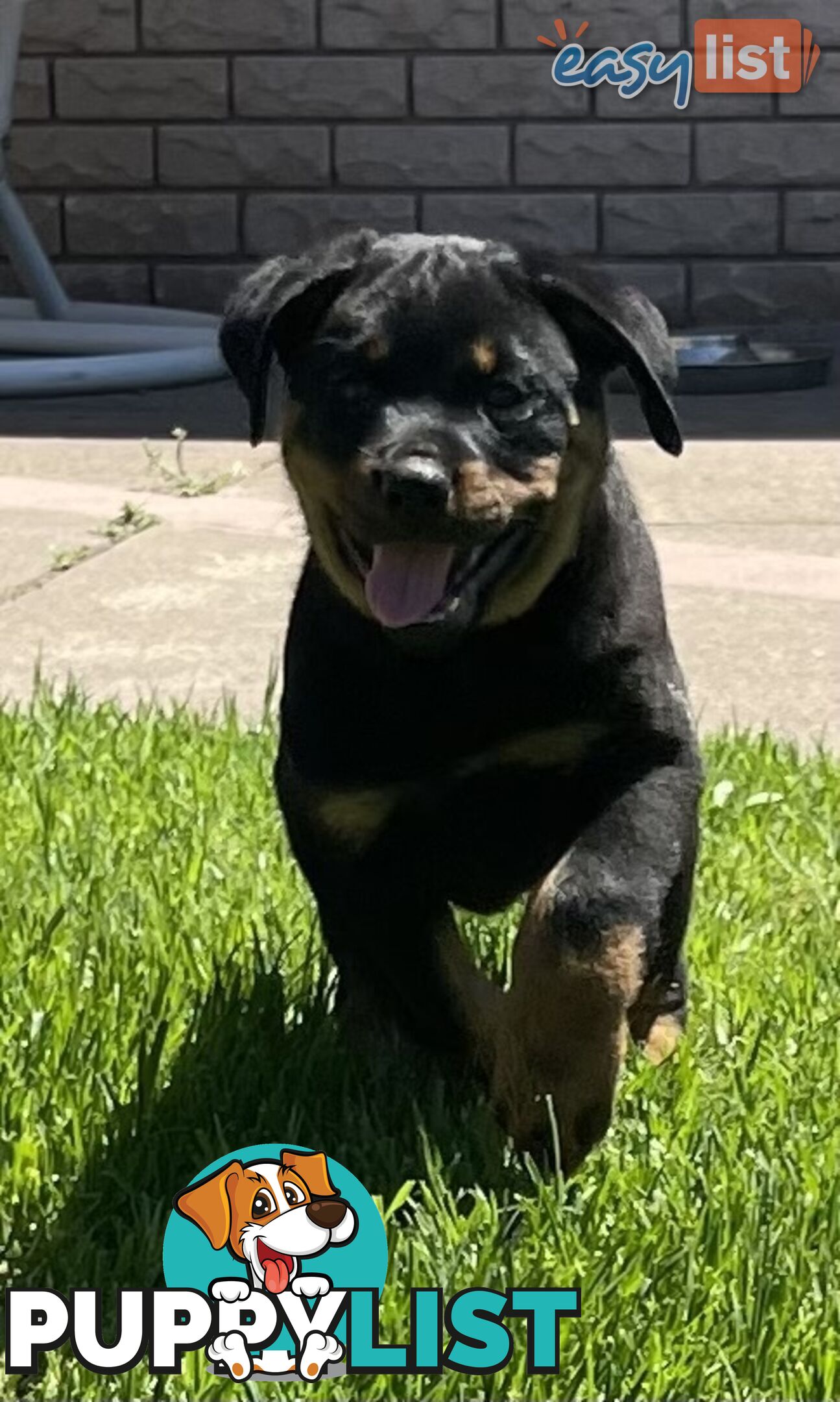 Rottweiler puppies pure breed 8 weeks old