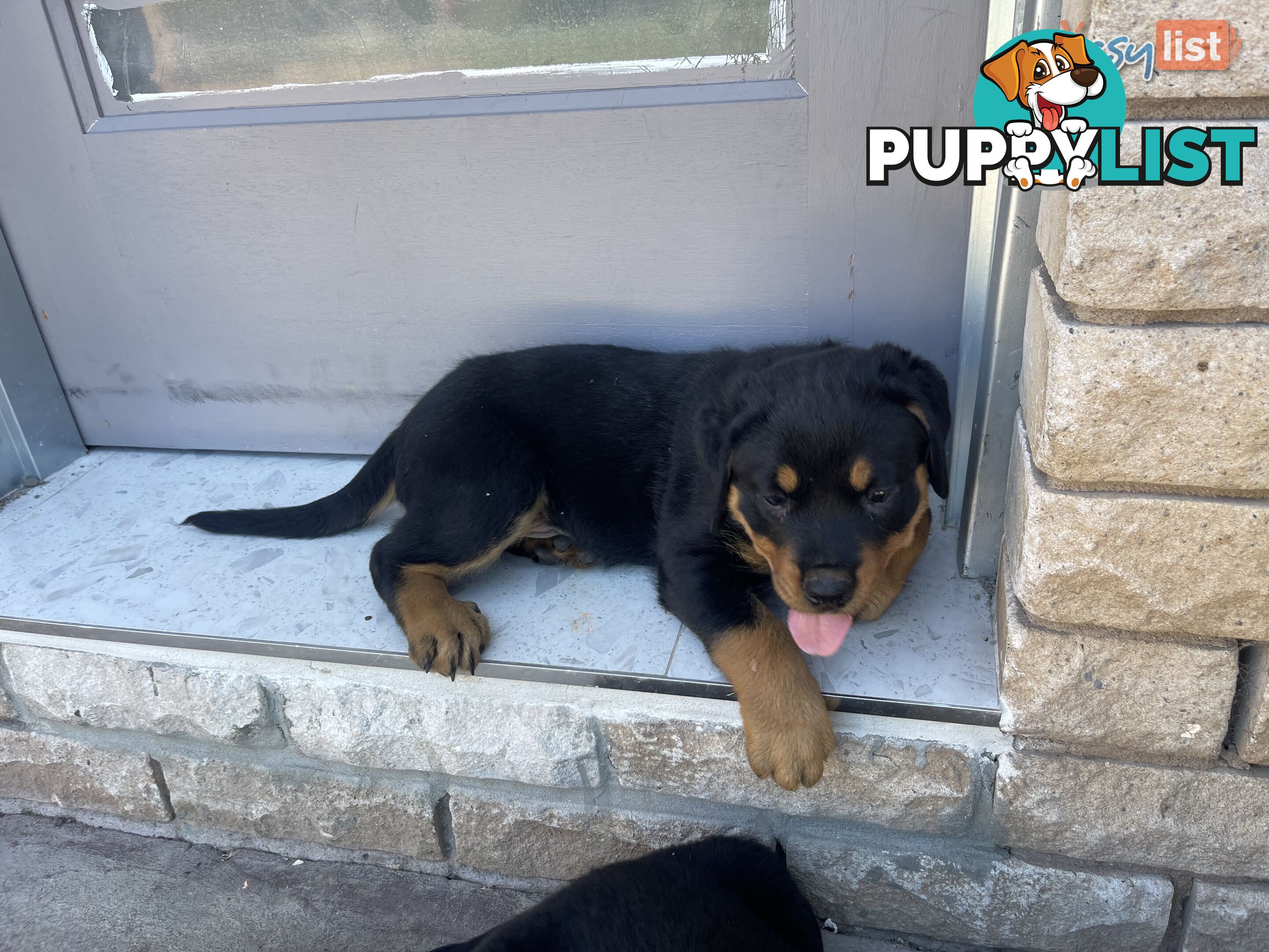 Rottweiler puppies pure breed 8 weeks old