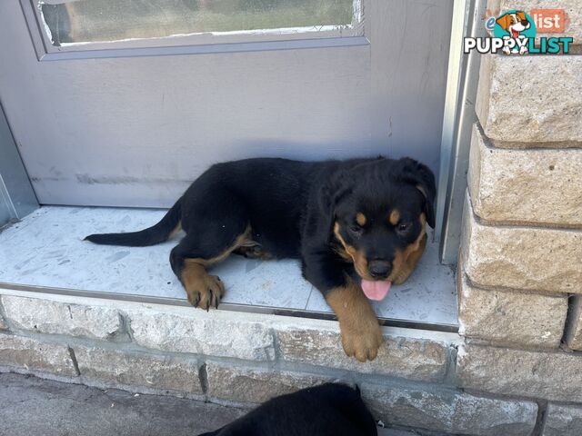 Rottweiler puppies pure breed 8 weeks old