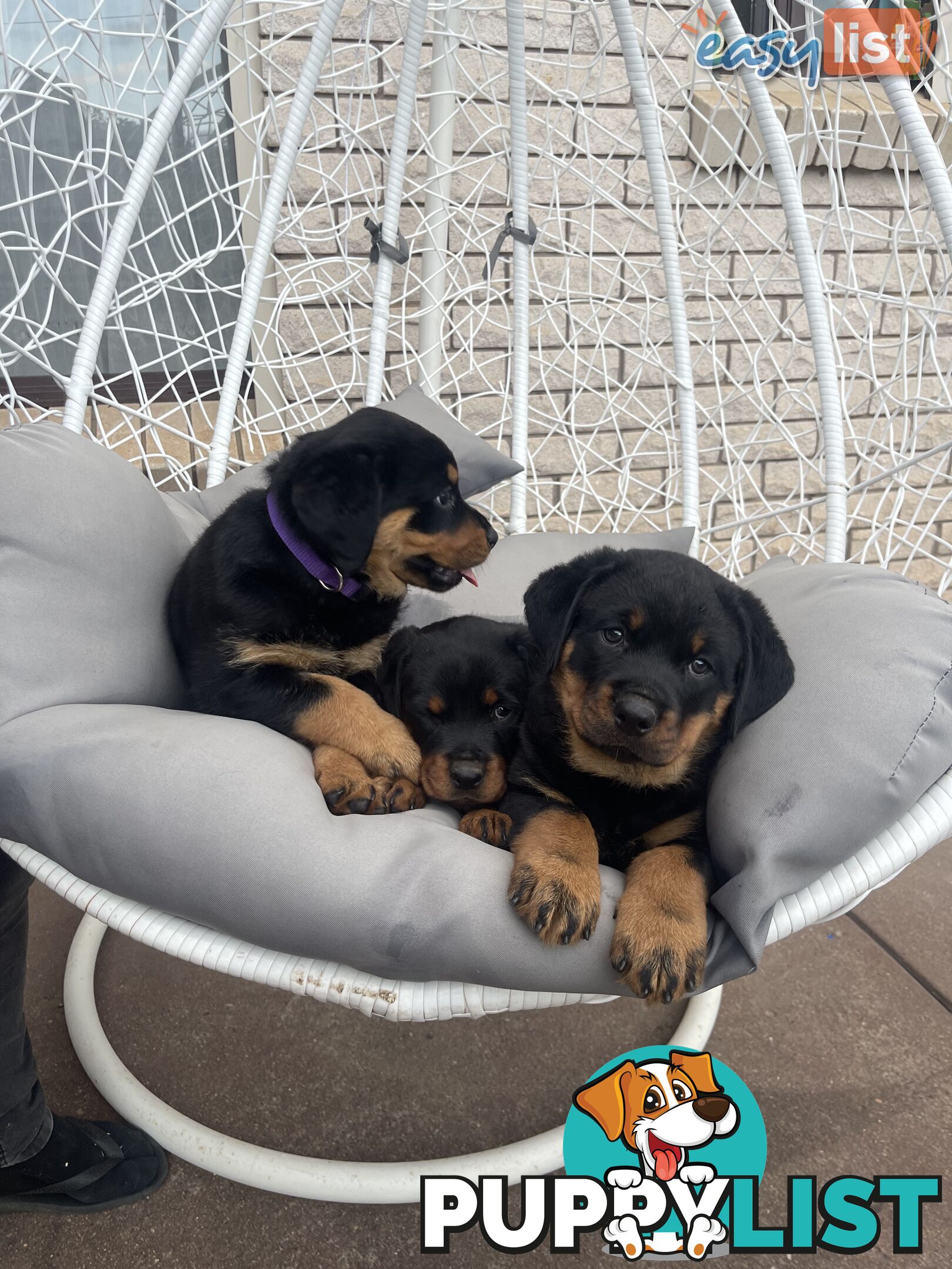 Rottweiler puppies pure breed 8 weeks old