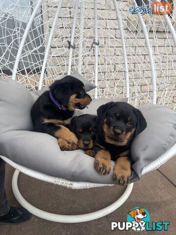 Rottweiler puppies pure breed 8 weeks old