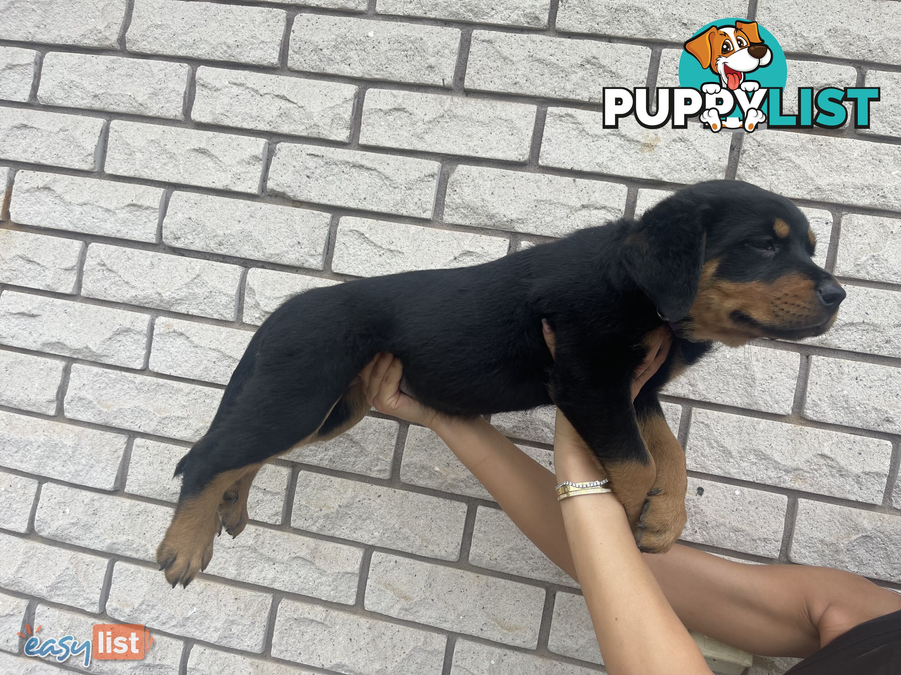 Rottweiler puppies pure breed 8 weeks old