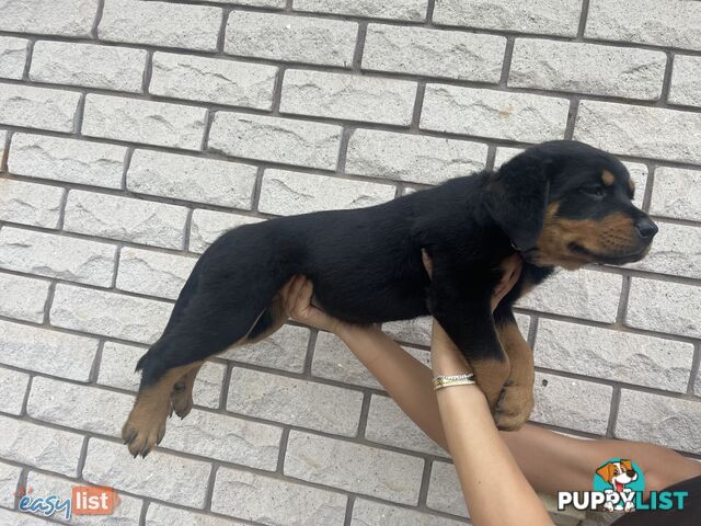 Rottweiler puppies pure breed 8 weeks old