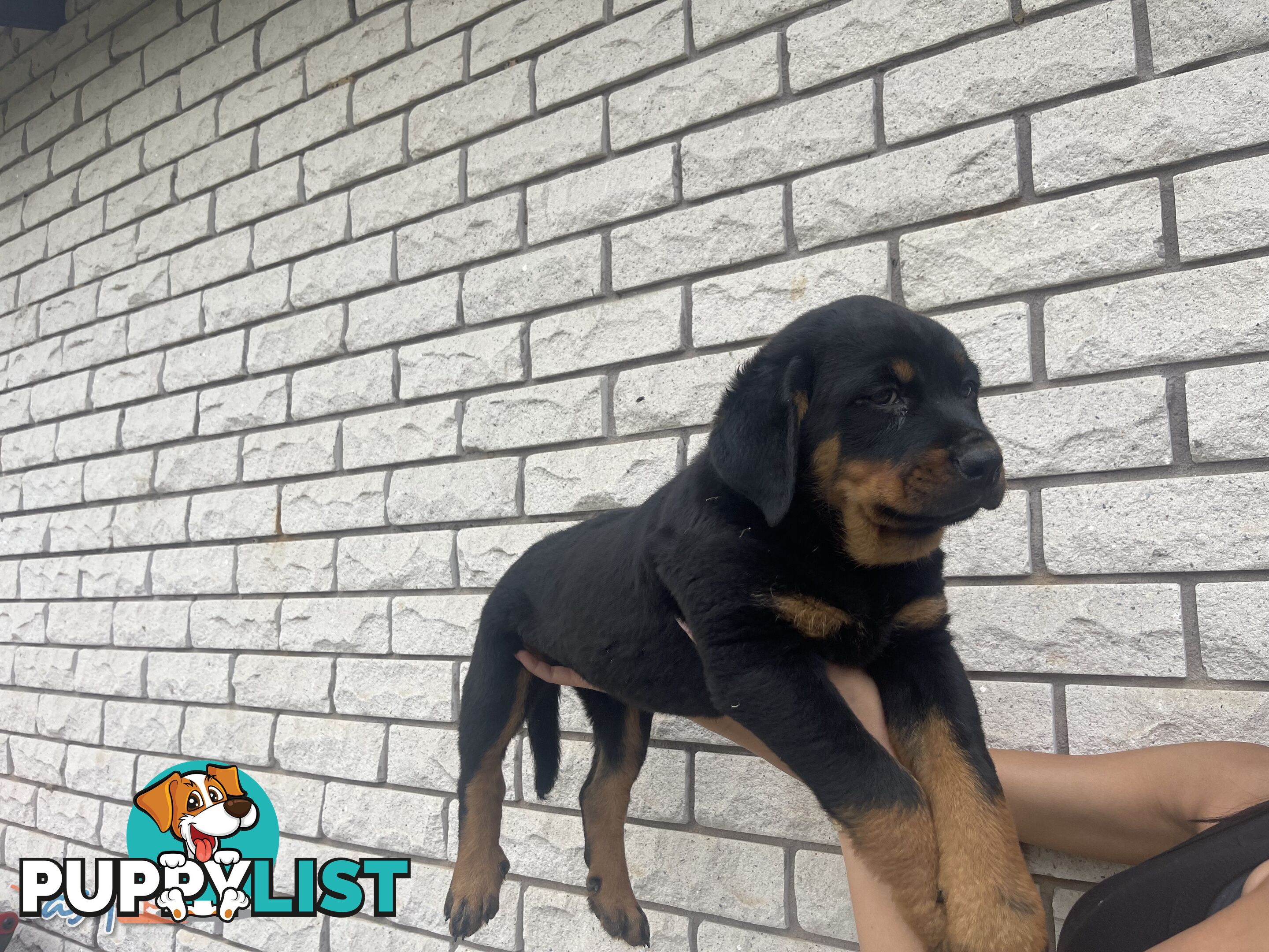 Rottweiler puppies pure breed 8 weeks old