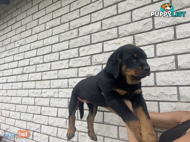 Rottweiler puppies pure breed 8 weeks old