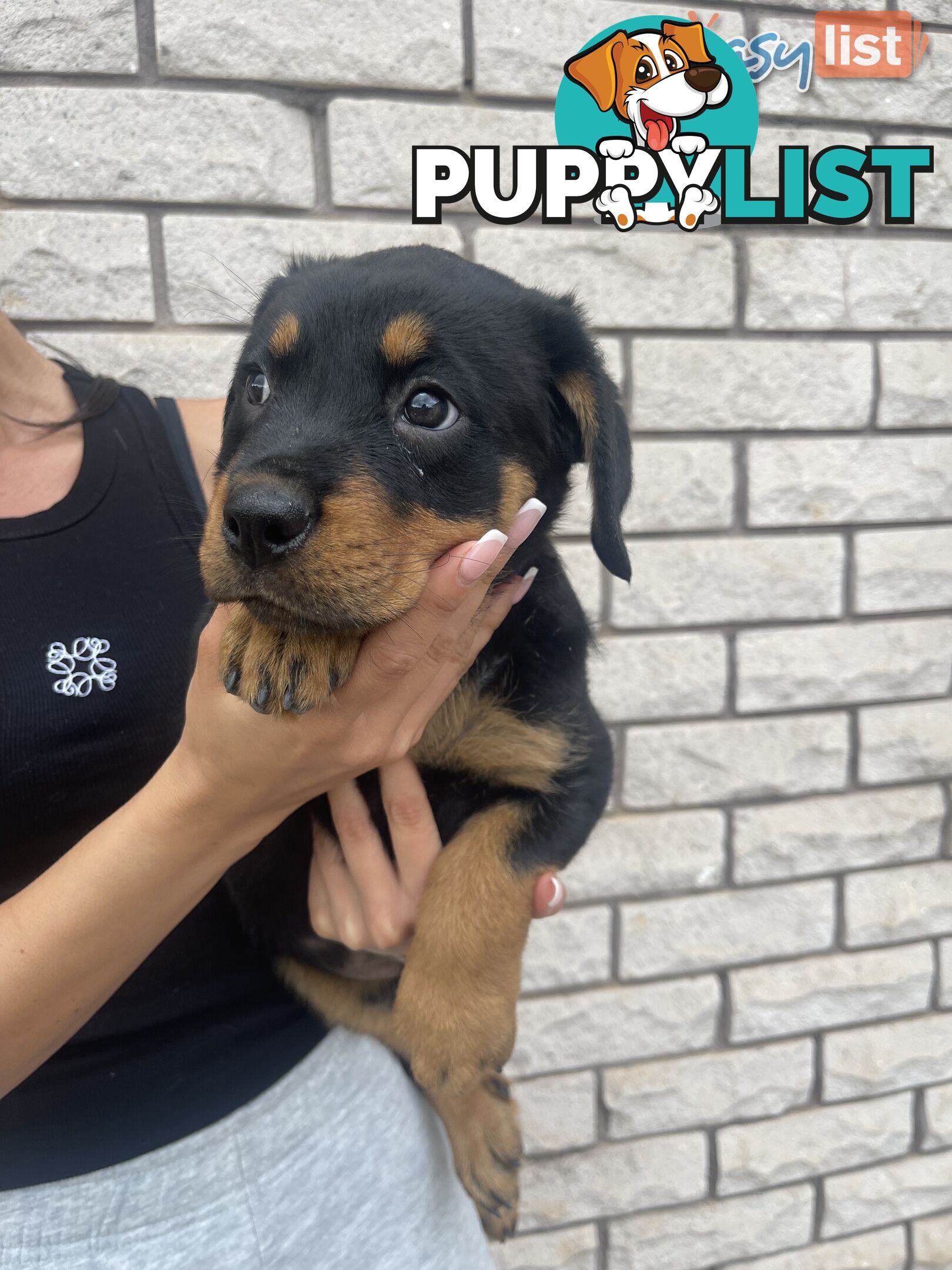 Rottweiler puppies pure breed 8 weeks old