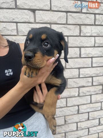 Rottweiler puppies pure breed 8 weeks old