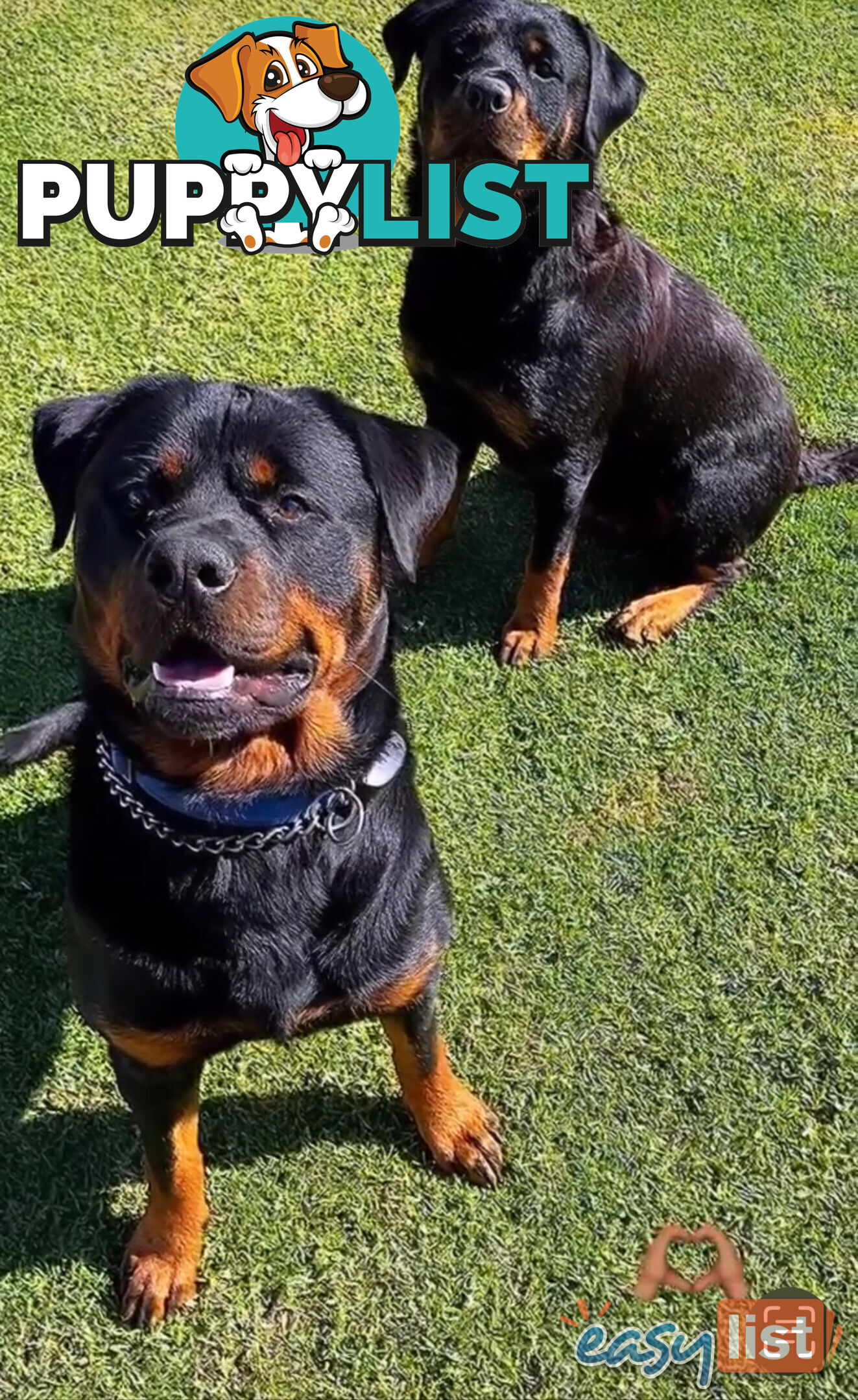 Rottweiler puppies pure breed 8 weeks old