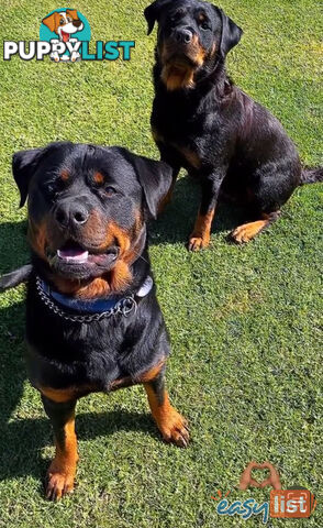 Rottweiler puppies pure breed 8 weeks old