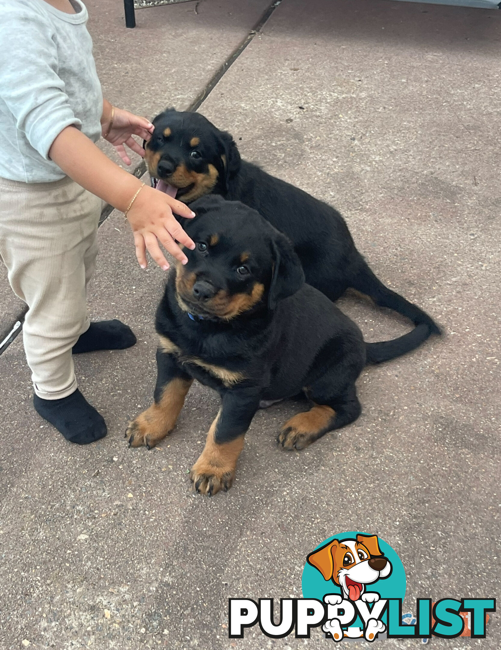 Rottweiler puppies pure breed 8 weeks old