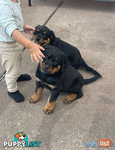 Rottweiler puppies pure breed 8 weeks old