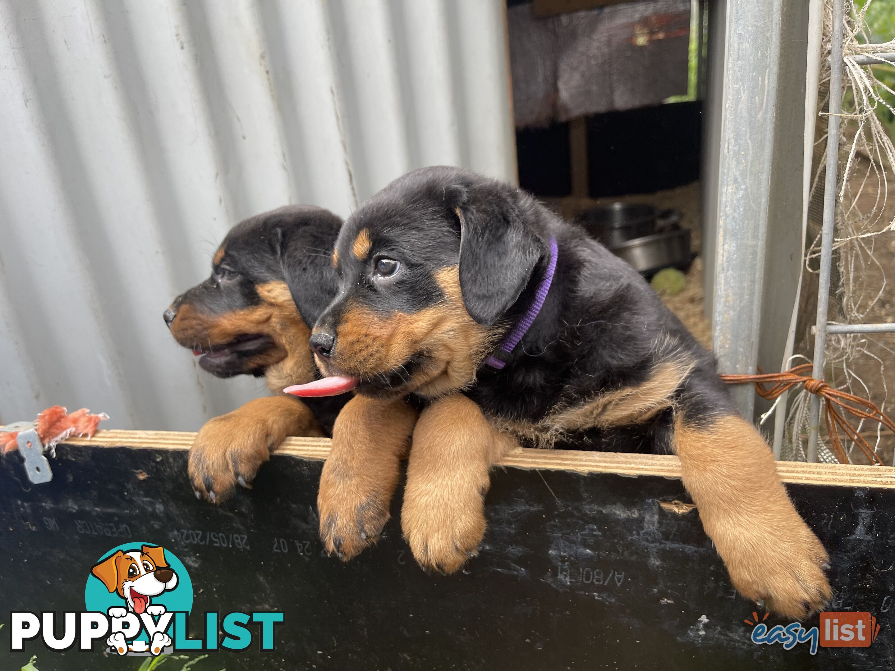 Rottweiler puppies pure breed 8 weeks old