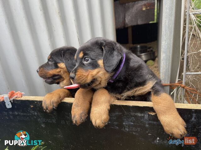 Rottweiler puppies pure breed 8 weeks old