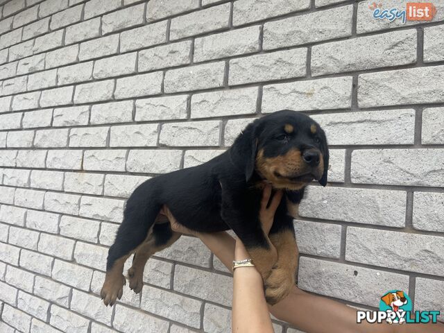 Rottweiler puppies pure breed 8 weeks old