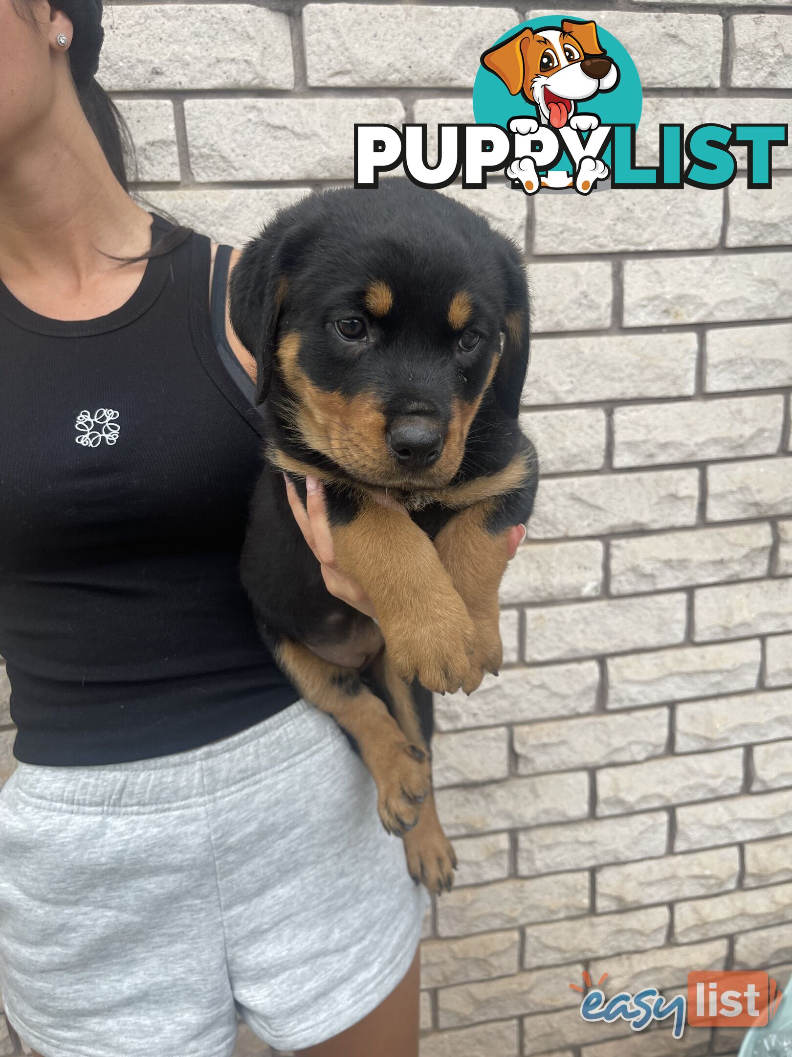 Rottweiler puppies pure breed 8 weeks old