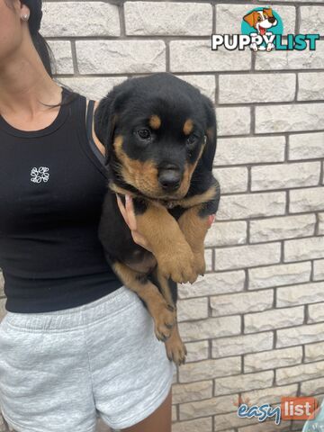 Rottweiler puppies pure breed 8 weeks old