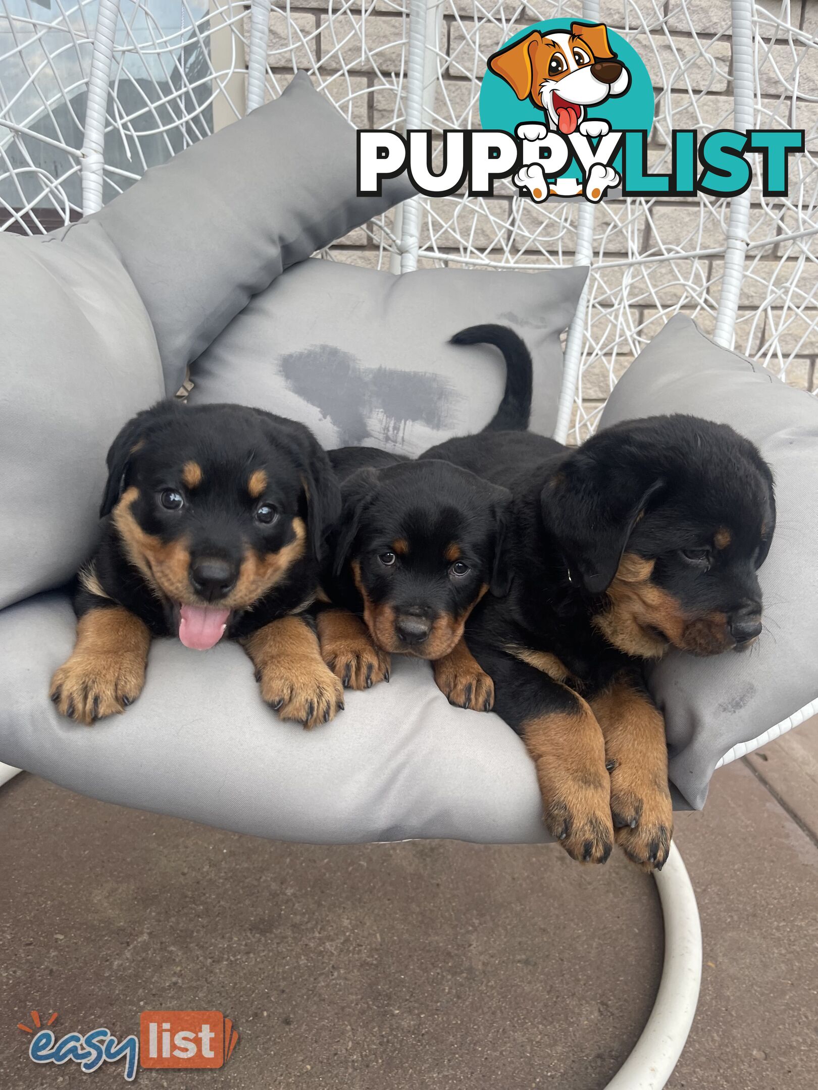 Rottweiler puppies pure breed 8 weeks old