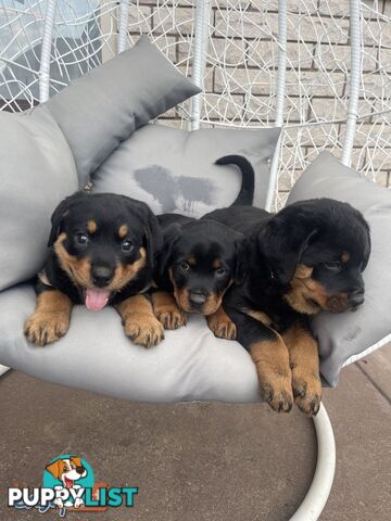 Rottweiler puppies pure breed 8 weeks old