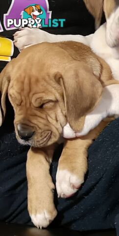 Mastiff cross puppy for sale