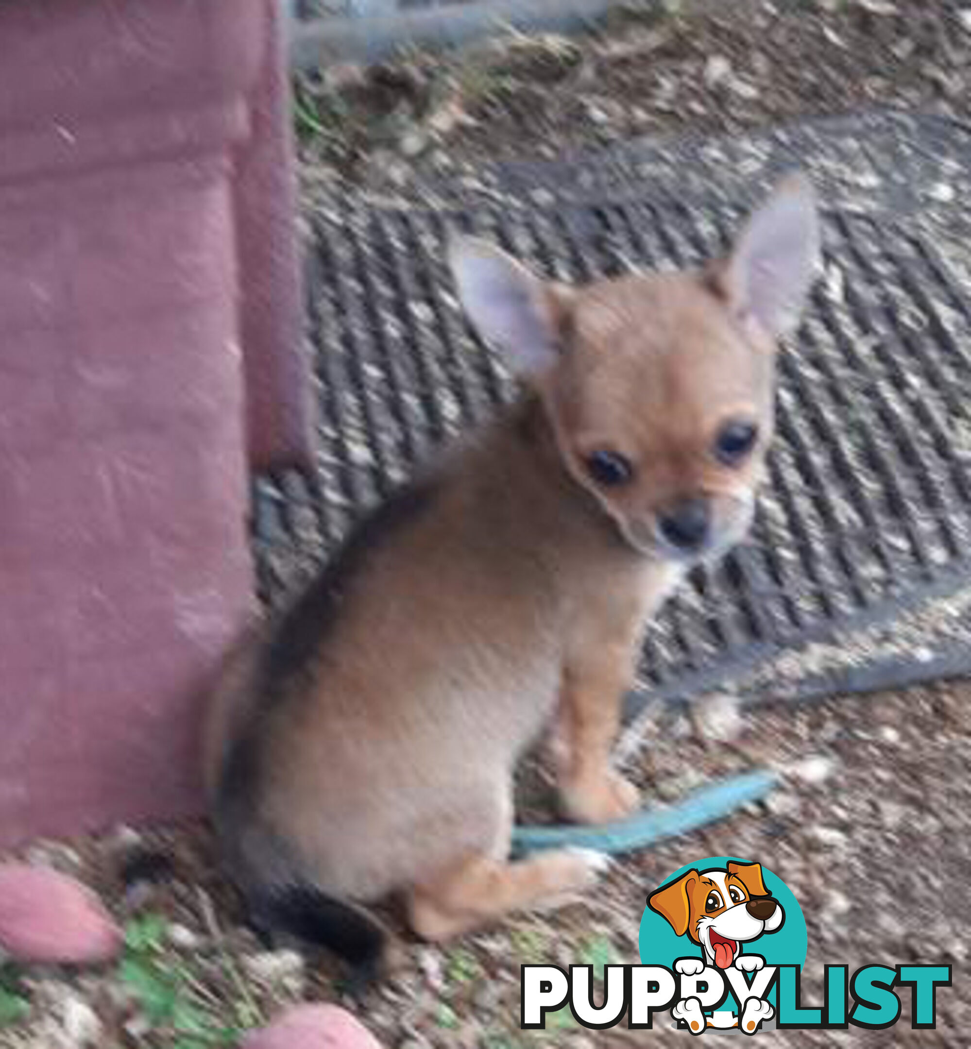 Purebred Chihuahuas