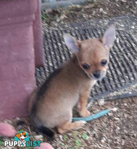 Purebred Chihuahuas