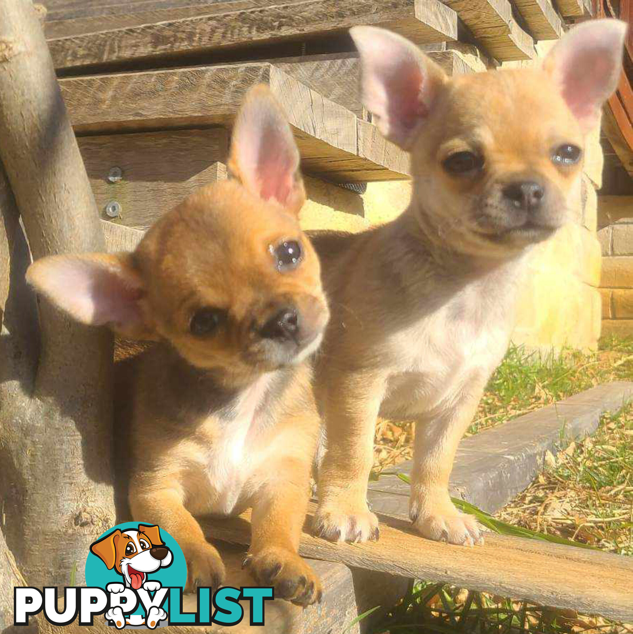 Purebred Chihuahuas