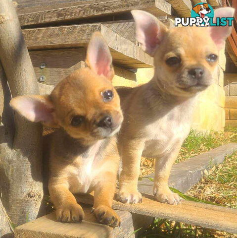 Purebred Chihuahuas