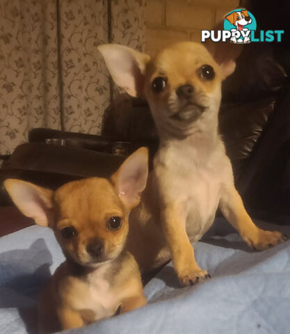 Purebred Chihuahuas