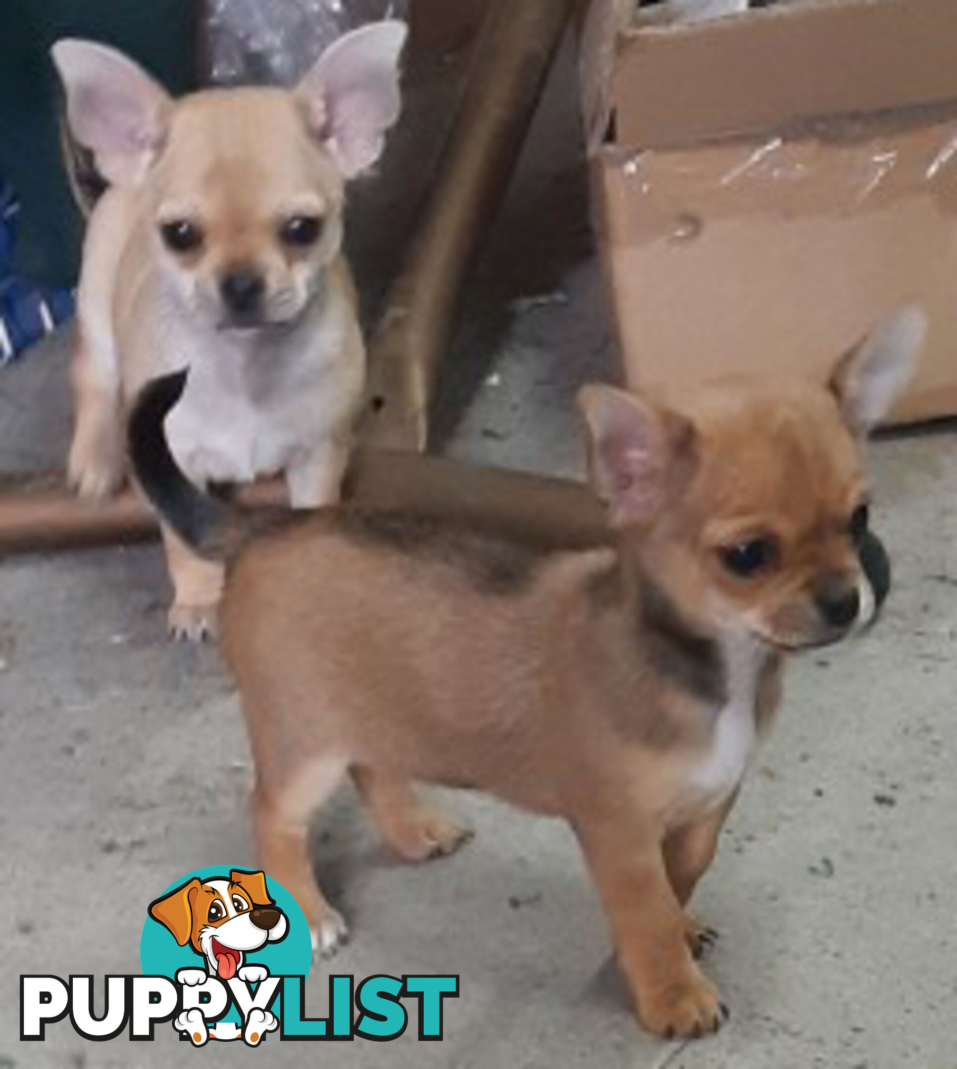 Purebred Chihuahuas