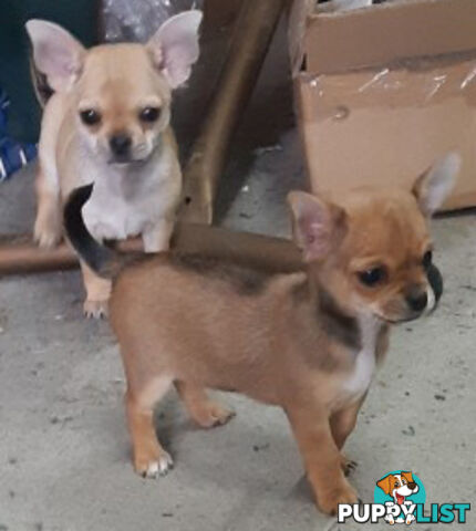 Purebred Chihuahuas